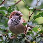 Haussperling (Passer domesticus)