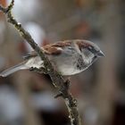 Haussperling (Passer domesticus) 