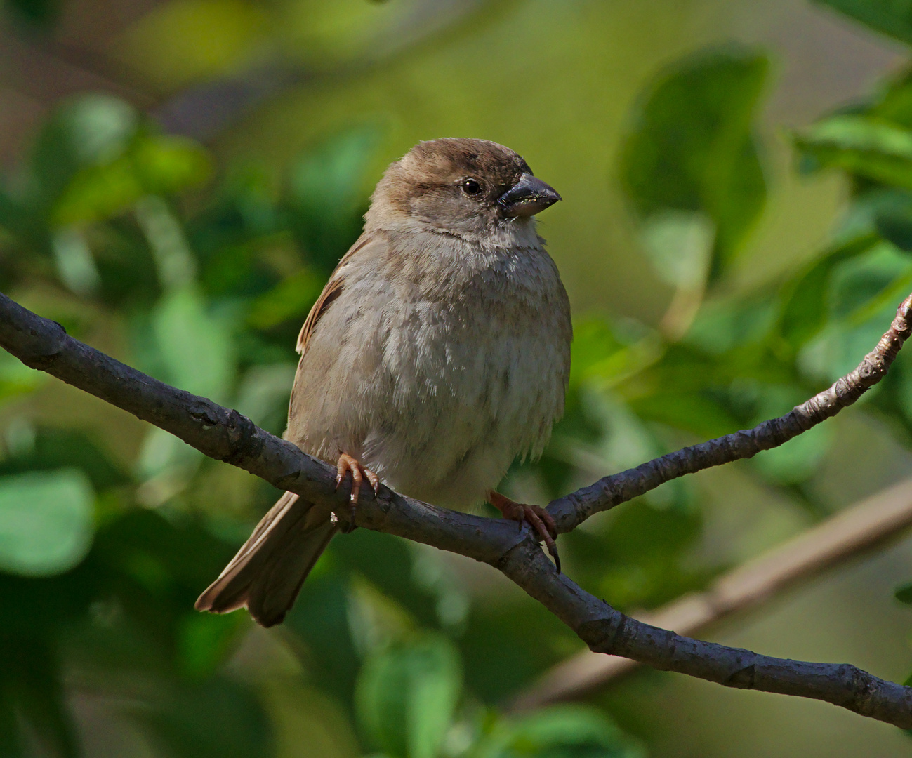 Haussperling (Passer domesticus) 2