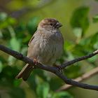 Haussperling (Passer domesticus) 2