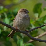 Haussperling (Passer domesticus) 2