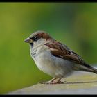 Haussperling (Passer Domesticus) 2