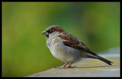 Haussperling (Passer Domesticus) 2