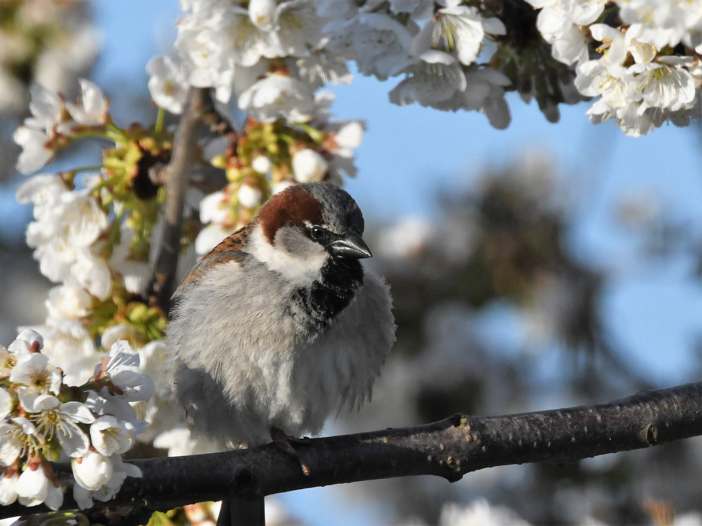 Haussperling ( Passer domesticus )