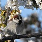 Haussperling ( Passer domesticus )