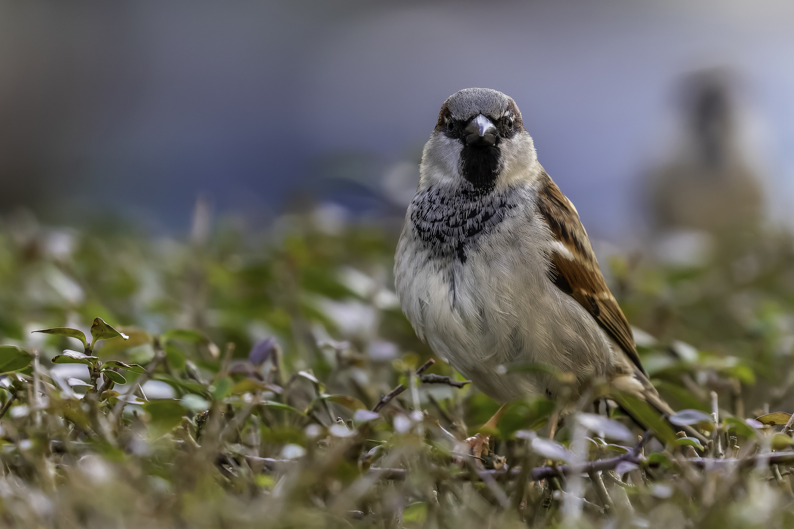 Haussperling (Passer domesticus)