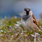 Haussperling (Passer domesticus)