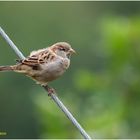 haussperling (passer domesticus)......