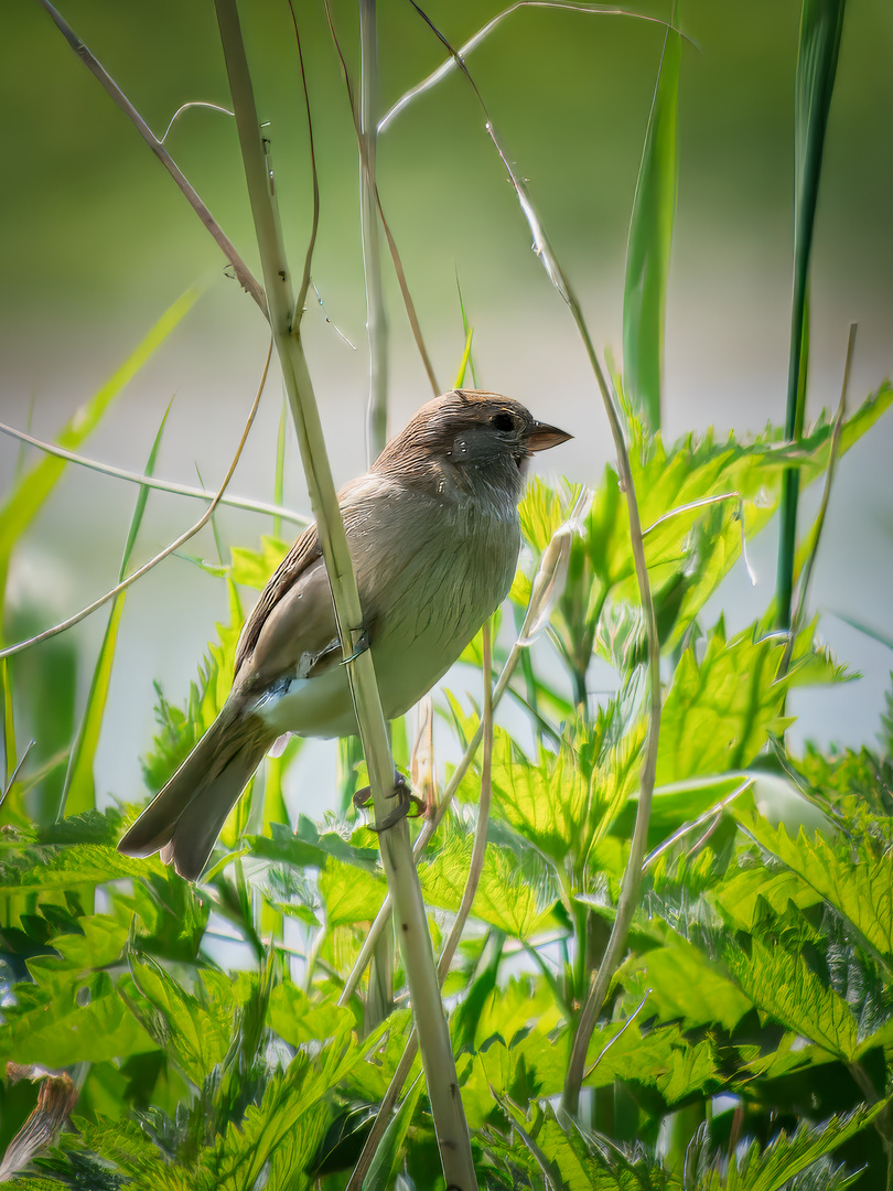 Haussperling (Passer domesticus)