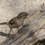 Haussperling (Passer domesticus)