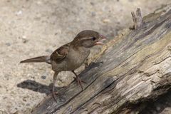 Haussperling (Passer domesticus)