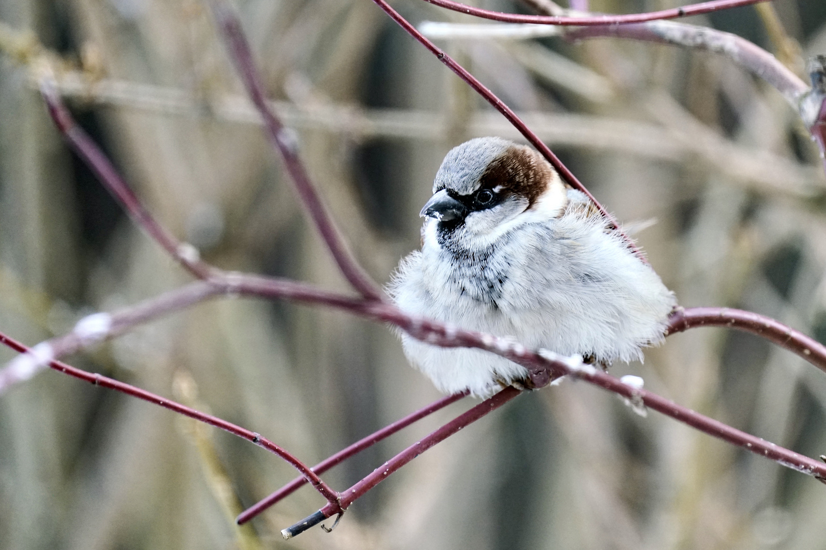 Haussperling (Passer domesticus) 