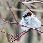 Haussperling (Passer domesticus) 