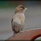 Haussperling (Passer domesticus)