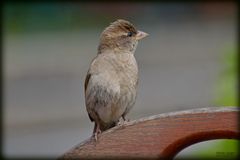 Haussperling (Passer domesticus)