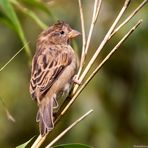 Haussperling (Passer domesticus)