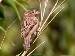 Haussperling (Passer domesticus)