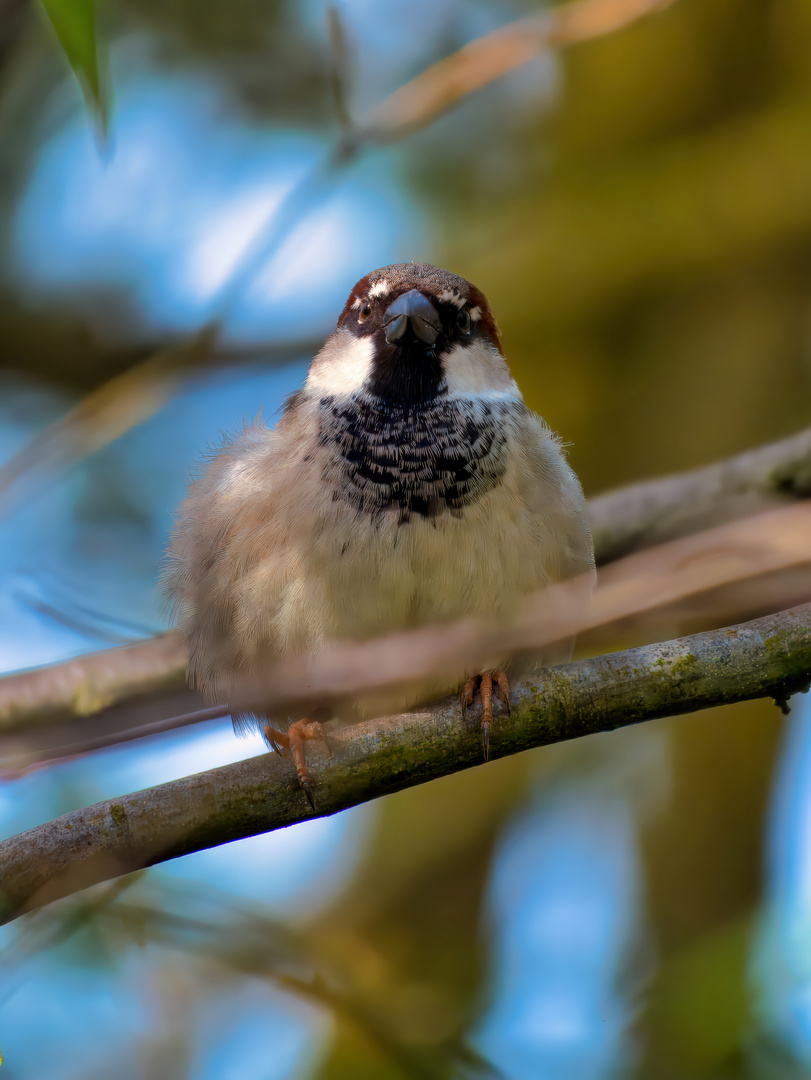 Haussperling (Passer domesticus) 