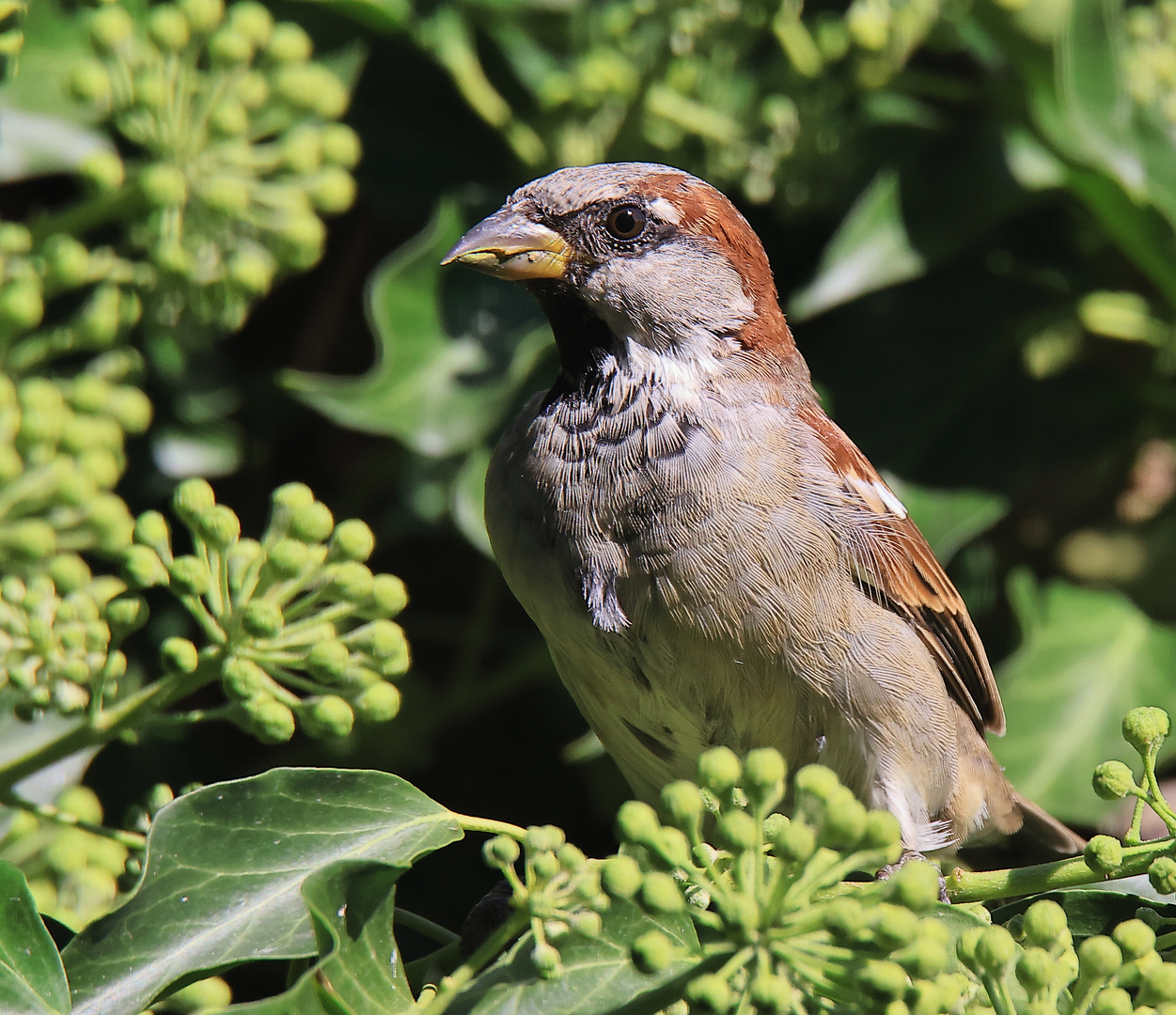 Haussperling (Passer domesticus)