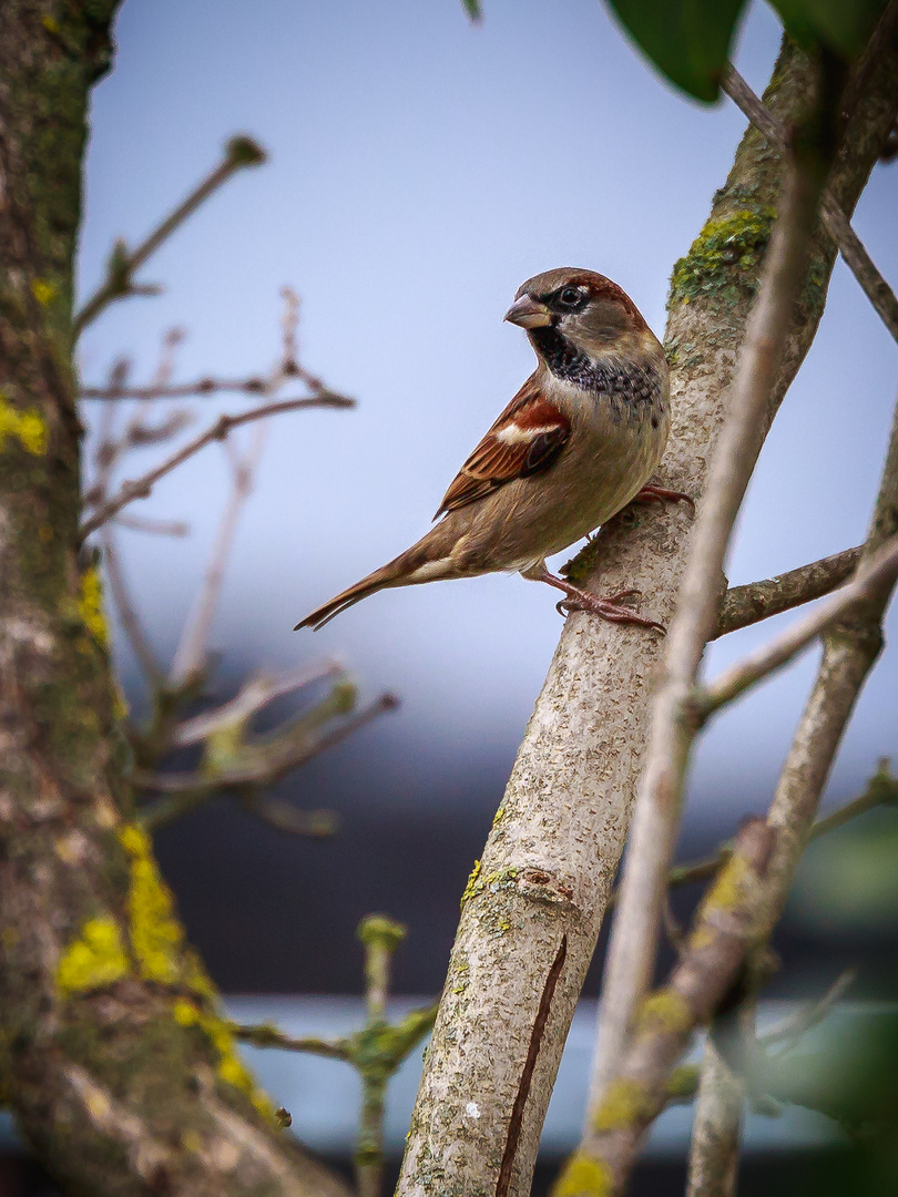 Haussperling (Passer domesticus)