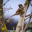 Haussperling (Passer domesticus)