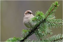 Haussperling (Passer domesticus)