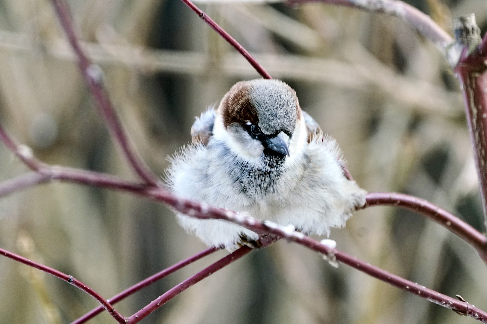 Haussperling (Passer domesticus) 