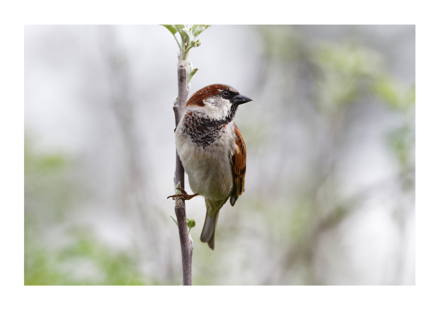 Haussperling (Passer domesticus)