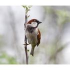 Haussperling (Passer domesticus)