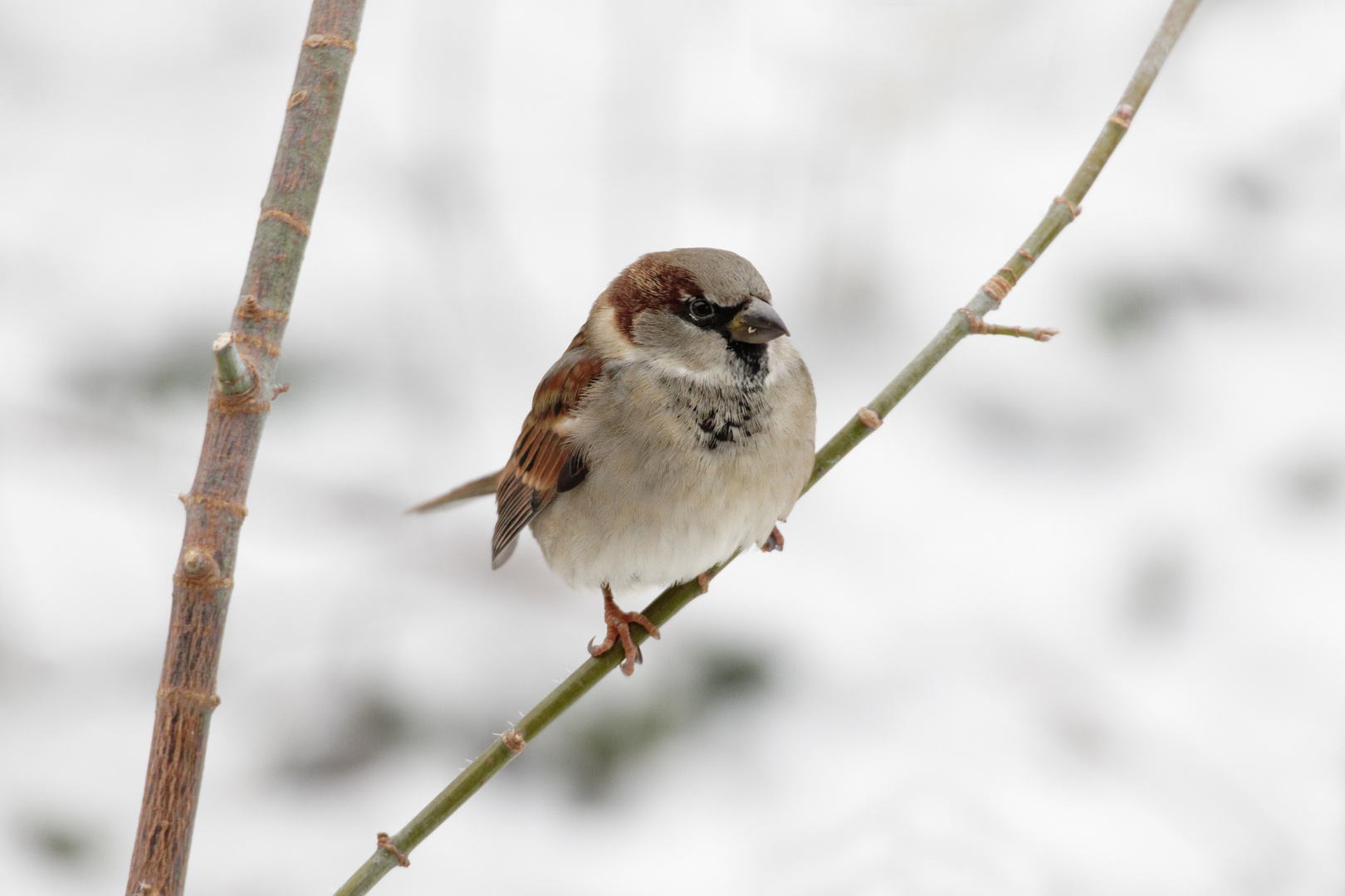 Haussperling (Passer domesticus)