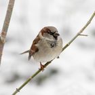 Haussperling (Passer domesticus)