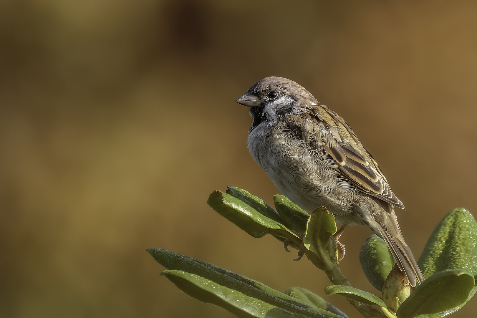 Haussperling (Passer domesticus)