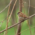 Haussperling- Passer domesticus