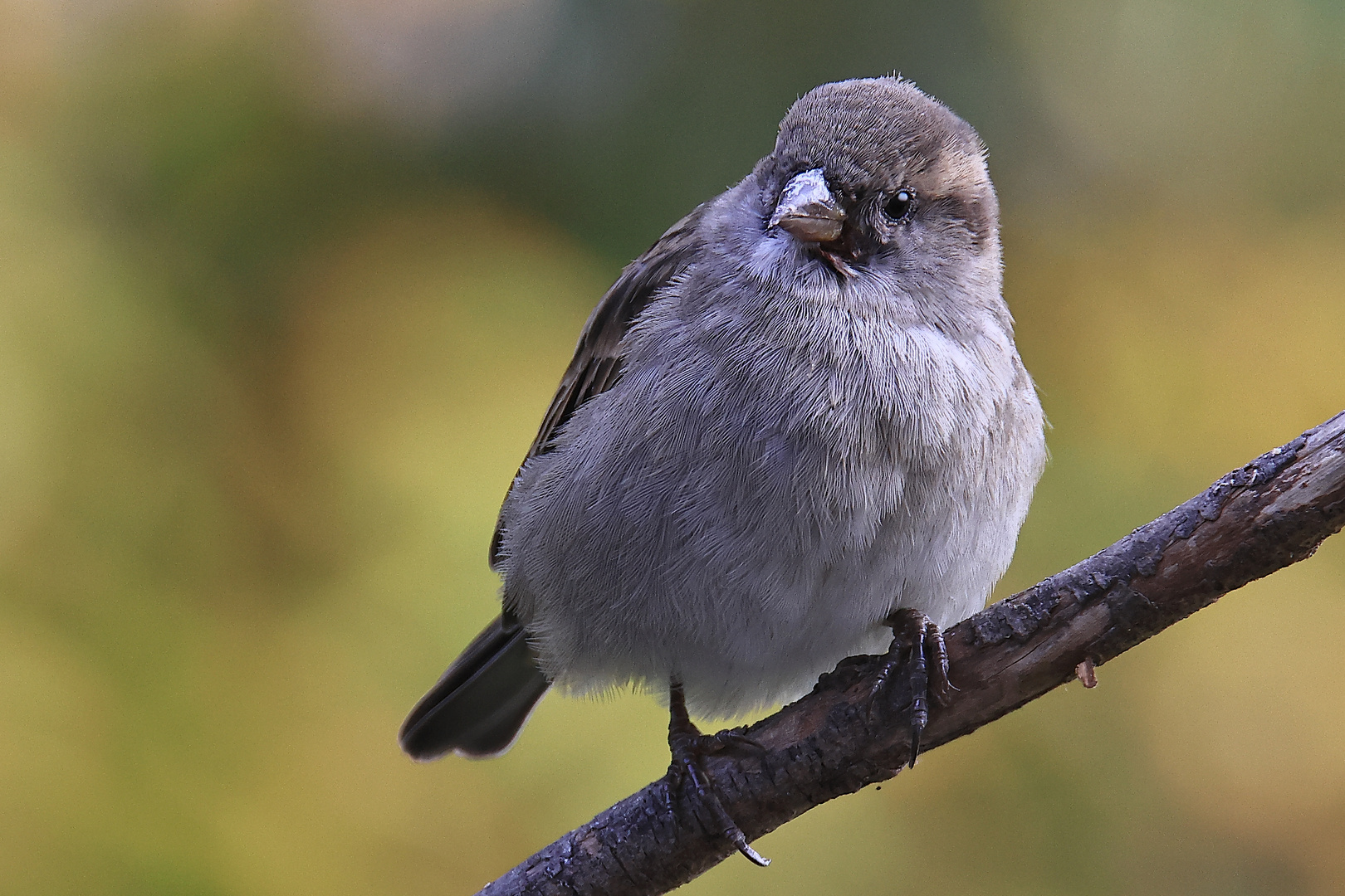 Haussperling  (Passer domesticus)