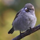 Haussperling  (Passer domesticus)