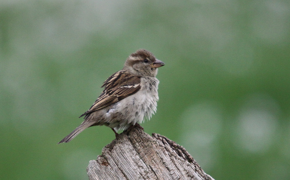 Haussperling (Passer domesticus)