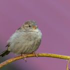 Haussperling (Passer domesticus)