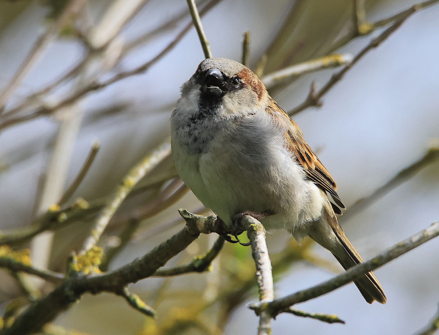 Haussperling (Passer domesticus)