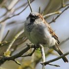 Haussperling (Passer domesticus)