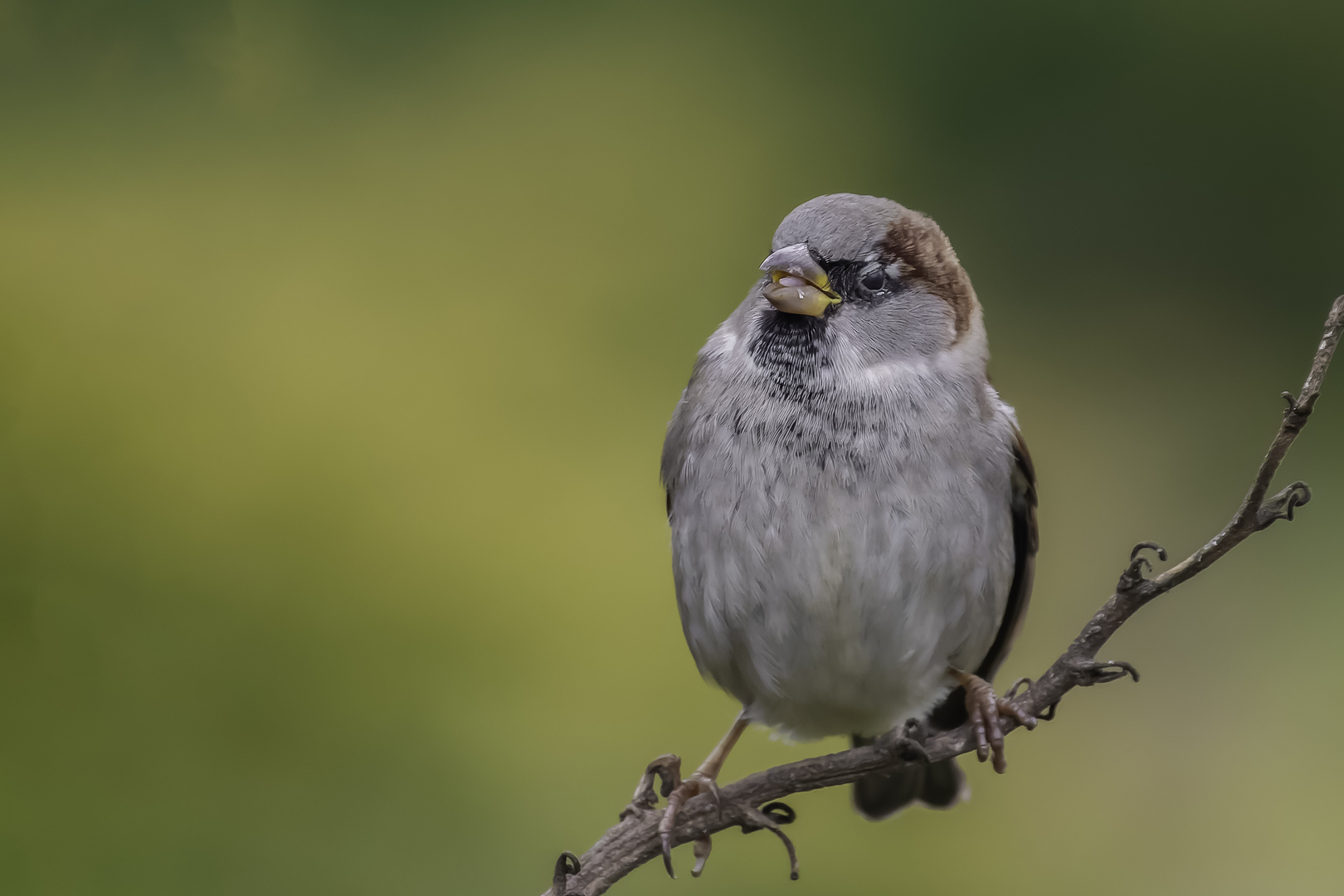 Haussperling (Passer domesticus)