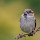 Haussperling (Passer domesticus)