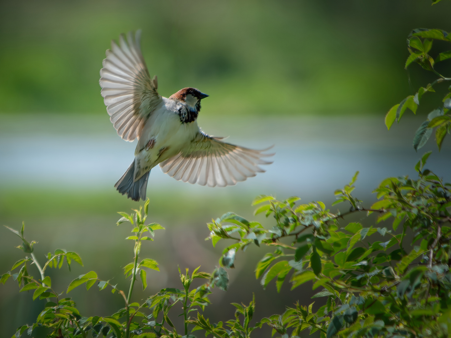 Haussperling (Passer domesticus)