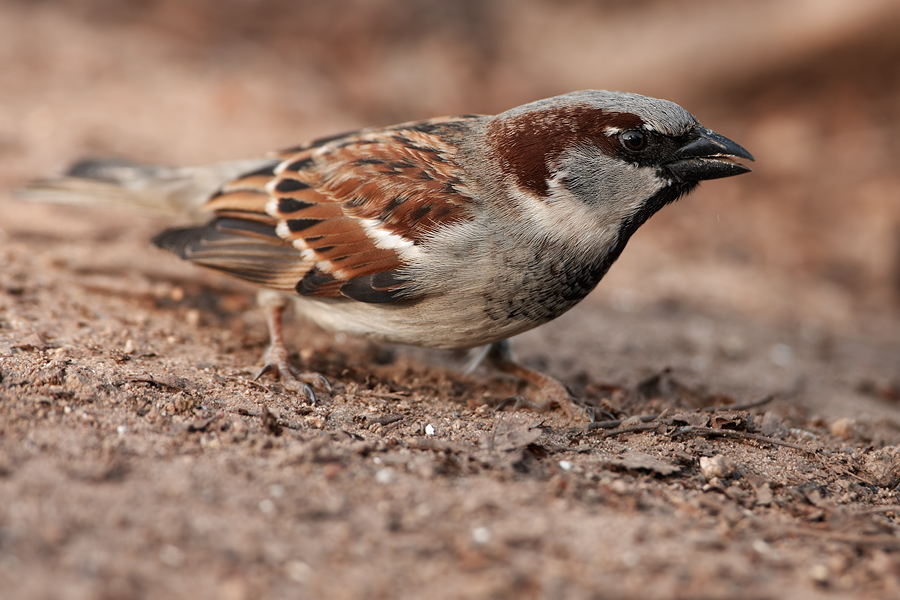 Haussperling (Passer domesticus)