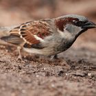 Haussperling (Passer domesticus)