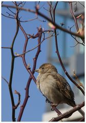 Haussperling (Passer domesticus)