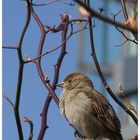 Haussperling (Passer domesticus)