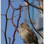 Haussperling (Passer domesticus)