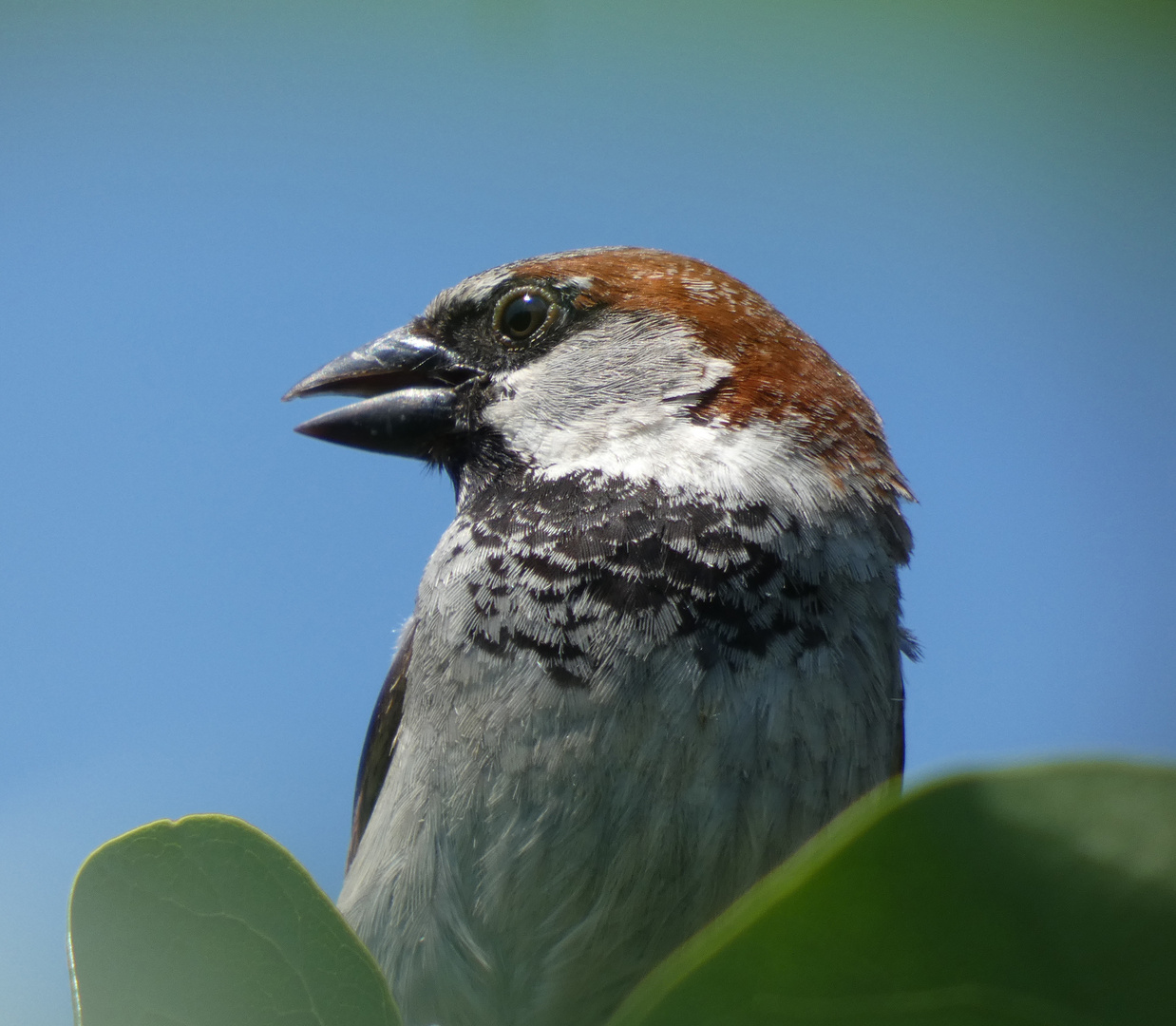 Haussperling (Passer domesticus)