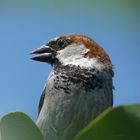 Haussperling (Passer domesticus)