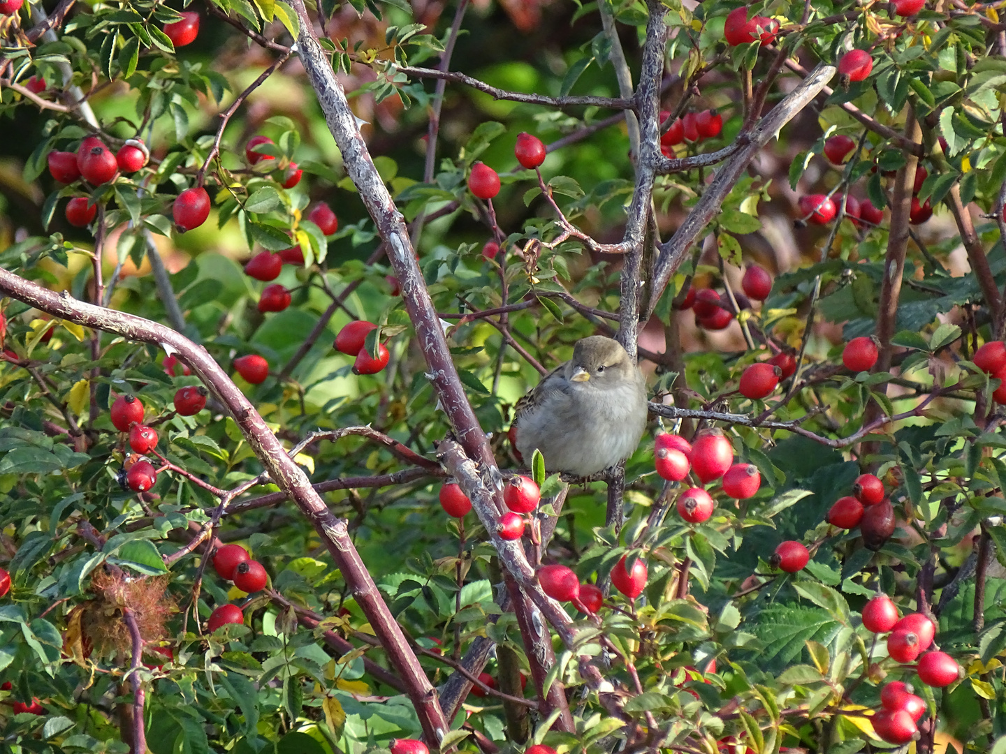 Haussperling (Passer domesticus) 